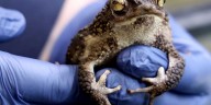 FDA gives therapy OK to trendy toad-inspired toxin, paving the way for mass