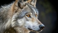 'I Couldn't Believe My Eyes': Wild Wolf Seen Using Tool in Stunning First