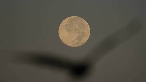 How to spot November's supermoon, the closest of the year