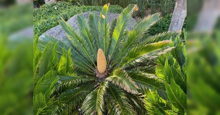 Researchers find potential neurotoxin in Cycad plant used as food in Odisha