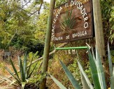 Descubre el alma de Cabo Corrientes a través de la raicilla