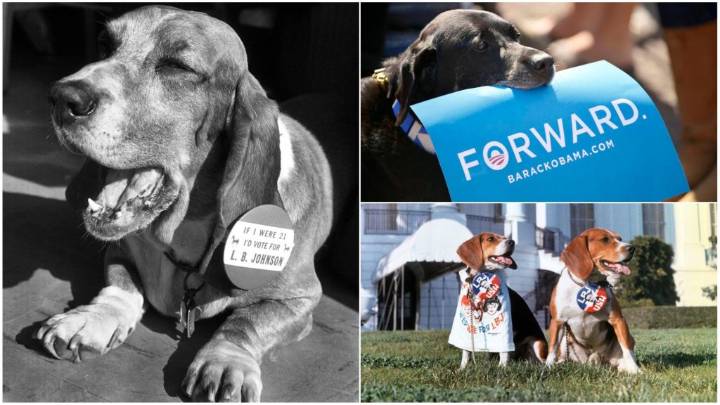Political Pups