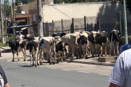 Vuelco y caos de tránsito en Córdoba. 23 vacas quedaron libres en la ruta después de un choque múltiple