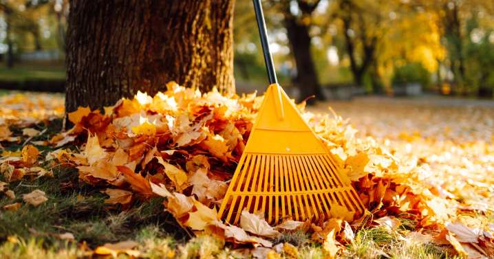 Four ways to resist the rake (or leaf blower!) and help beneficial insects over the winter