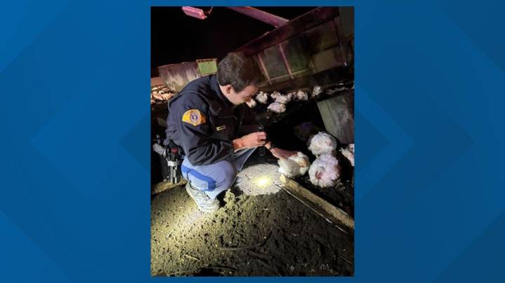 Truck carrying live chickens crashes on I