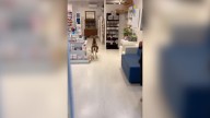 Una cabra se cuela en una farmacia de Canet de Mar