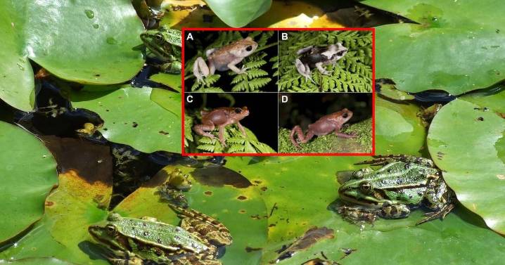 Descubren tres nuevas especies de sapos africanos en Tanzania que dan a luz a sus crías