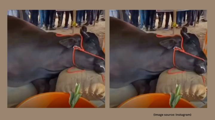 ‘Animal cruelty in the name of business’: Buffalo worth Rs 21 crore dies at Pushkar fair, viral video sparks outrage