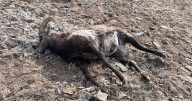 Colorado Parks and Wildlife looking for poacher who killed bighorn sheep in Saguache County