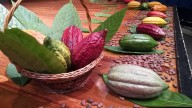Hasta septiembre, las exportaciones de cacao y sus derivados se duplicaron