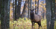 Michigan DNR proposes changes to elk season, inceasing number of hunt days