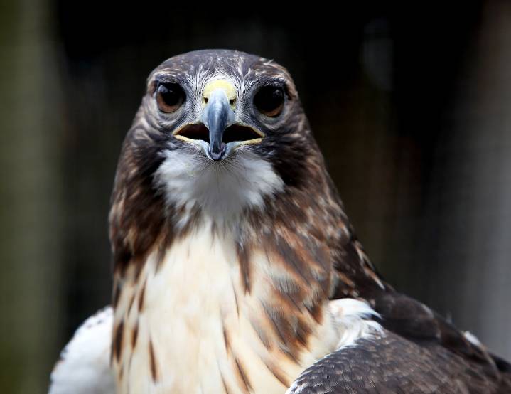 Watch red-tailed hawk return to U.P. wilderness 1 month after troopers rescued it