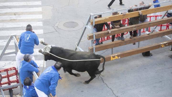 Comienzan los actos del «Bou de la Puríssima» en Ontinyent