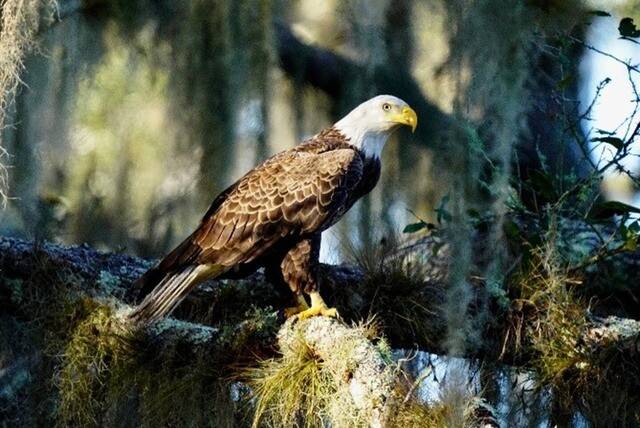 Florida state parks offer free admission for all on Veterans Day