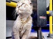 Roban a “Zafiro”, el querido gatito microbusero de Puebla