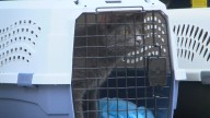 RISPCA seizes 40 animals from Central Falls apartment related to suspicious death investigation