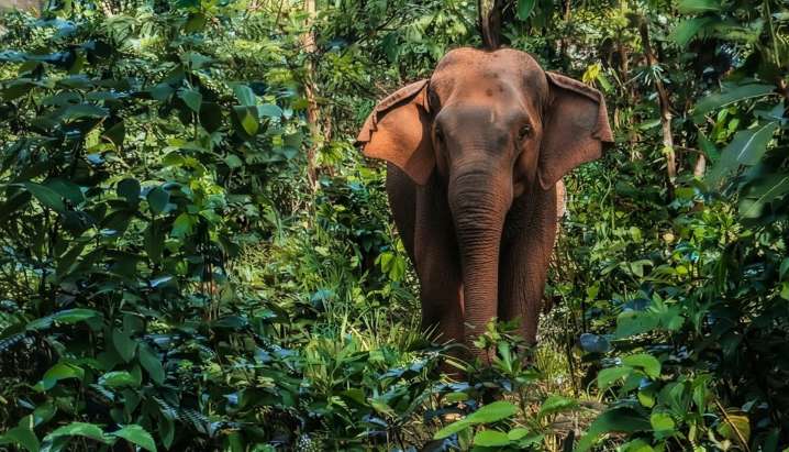 Injured tusker undergoes treatment in Telkoi forest, officials expect speedy recovery