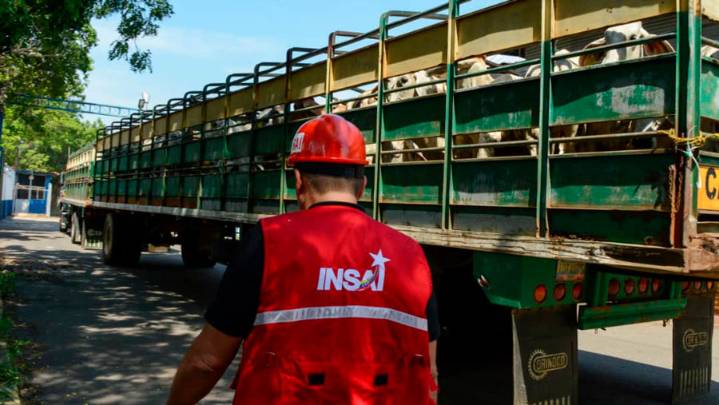 1.500 bovinos Brahman llegan al país para fortalecer el rebaño nacional