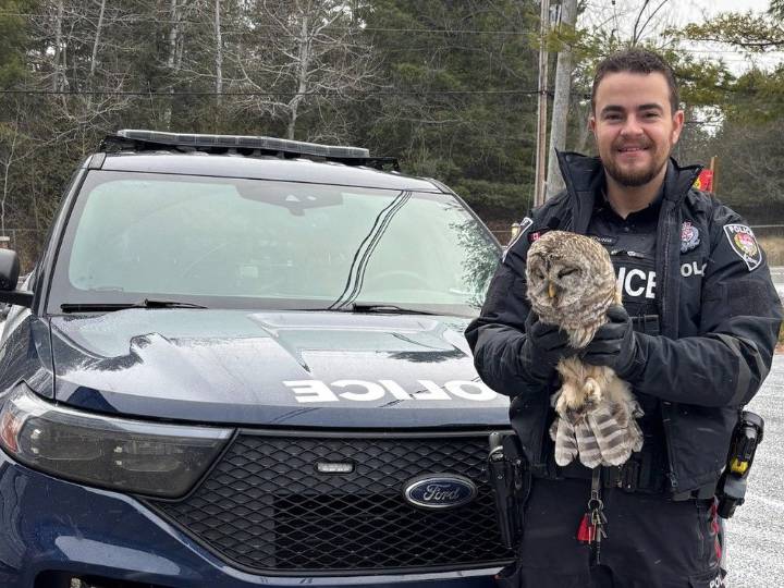 Ottawa police officer aids injured barn owl