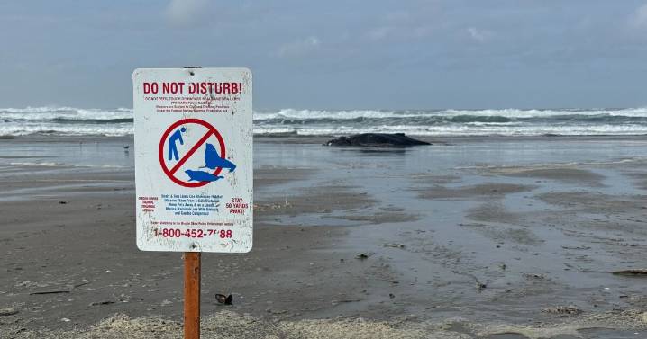 Efforts fail to save a stranded humpback whale on the Oregon Coast