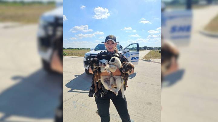 Officers Shocked To Find Seven More Puppies Hiding After One Appears In Texas Field