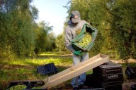 Mendoza será sede de las Primeras Jornadas Nacionales de Oleoturismo para impulsar el aceite de oliva