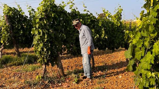 Italian winemakers look to new technologies with old grape varieties to adapt to a changing climate