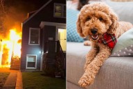 A 12-Pound Mini Goldendoodle Is a Hero Dog After Saving Family from Fire