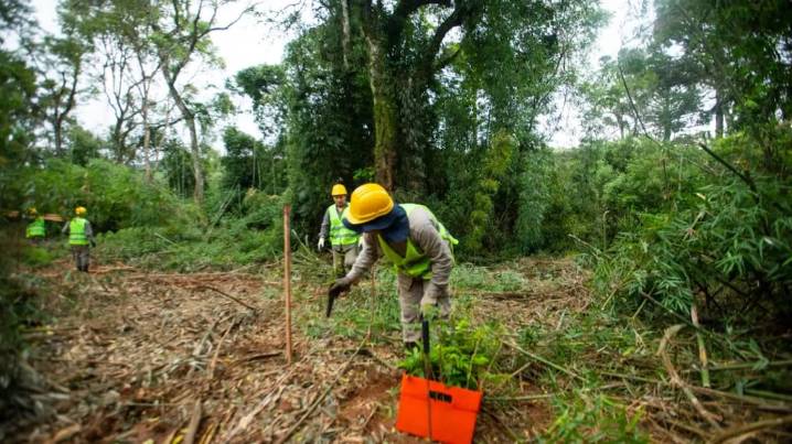 Se consolida en el mercado de carbono con un proyecto pionero de restauración ambiental