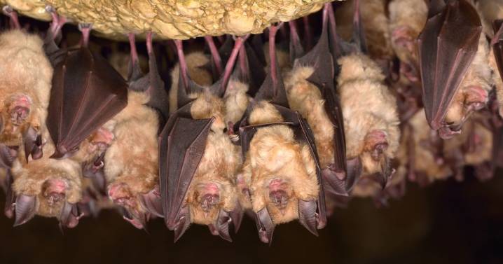 Vampire Bats found with deadly bird flu strain – as new pandemic fears grow
