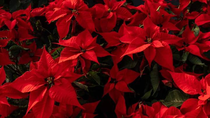 Nochebuena, la Flor de la Navidad: cuidados y significados de colores