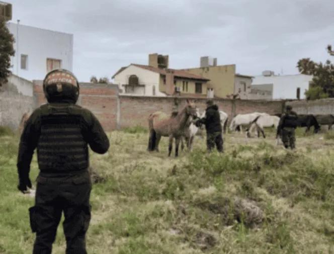 Animales sueltos: Dos caballos fueron incautados en la ruta nacional 50