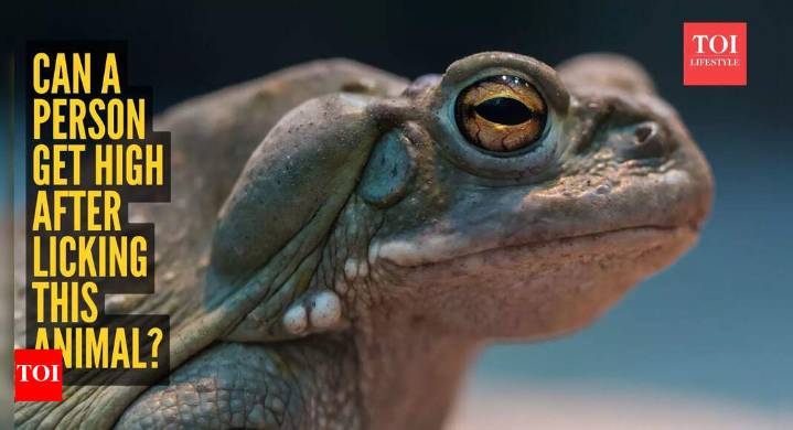 Viral lick toad trend: Can a person get high after licking this animal