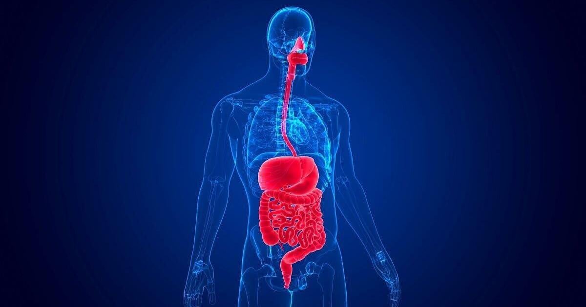 Study Finds Surprising Link Between Gut and Brain Rhythms