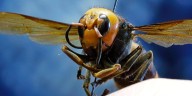Father, son die after suffering stings from a swarm of murder hornets while ziplining