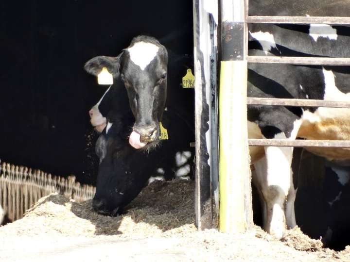 Michigan toughens factory farm pollution rules after legal fight