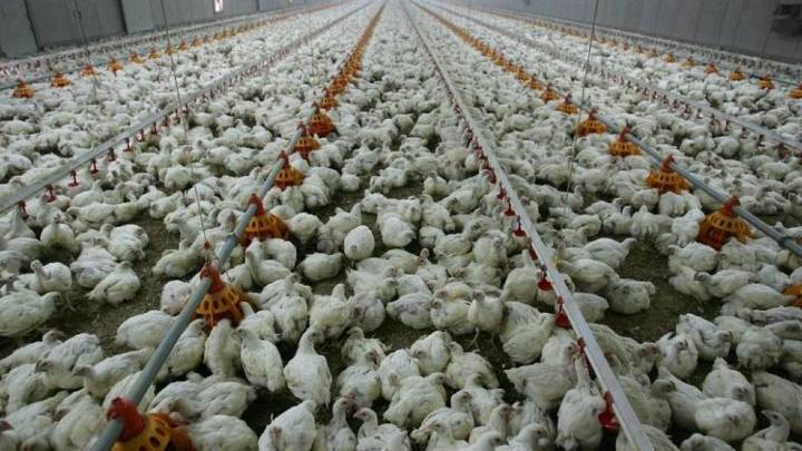La gripe aviar no «es un virus como el de la covid-19» y los datos actuales no apuntan a una pandemia