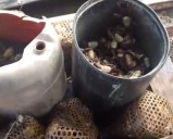 La temporada de cangrejos le resuelve la papa a los pedernaleño