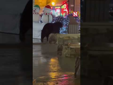 Curious Black Bear Strolls Around Shopping Village In Tennessee