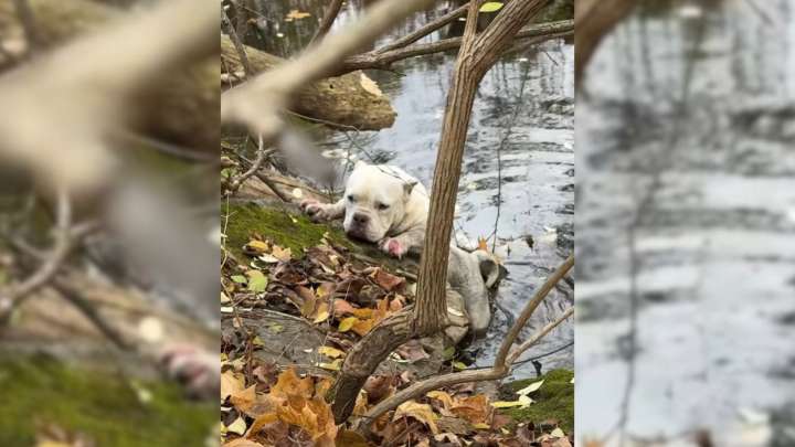 Frightened Pennsylvania Pup Trapped On Creek Bank Loses Hope Until Rescuers Arrive