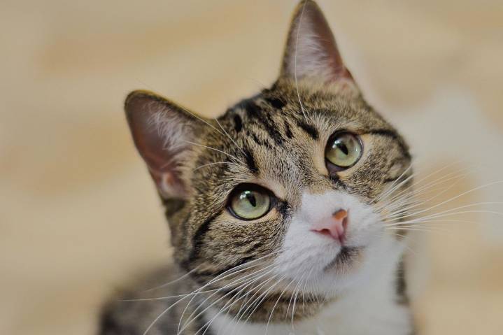 Incendio en la colonia Progreso deja dos personas lesionadas