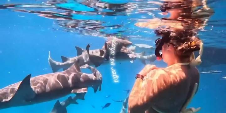 El increíble video de una figura del tenis nadando entre tiburones que recorre el mundo: “Un día más en la vida”