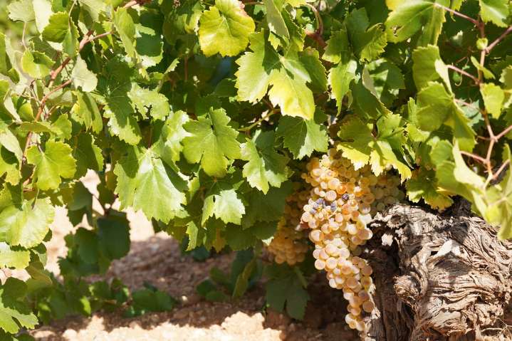 La uva Airén, la joya de Castilla-La Mancha que está de moda