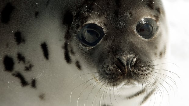 Researchers call for harp seals to be included in cod stock assessments