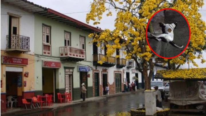 ¡Ya van cinco! En Valparaiso estarían envenenando perritos y en video quedó