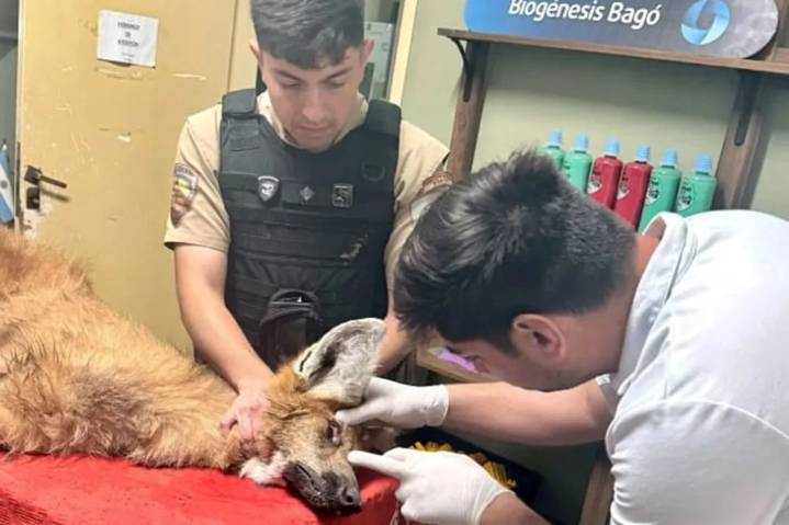 Una especie en extinción: Policía Ambiental rescató un aguará guazú al norte de Saira