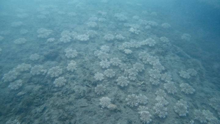 Así es la nueva especie de medusa alóctona que habita en el litoral andaluz