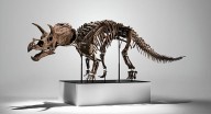 Subastan esqueleto de tricerátops joven por millones de dólares en Nueva York: ¿Cuánto costó?