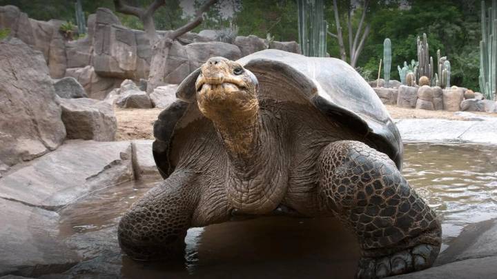 Fallece Gramma la tortuga más longevas de la historia
