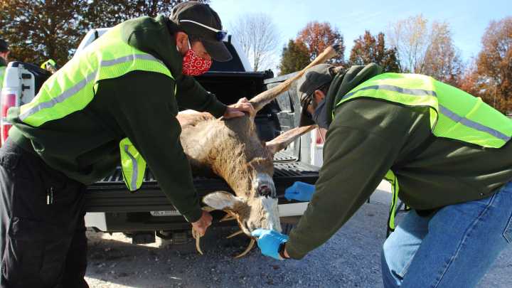 Where mid-Missouri deer hunters must participate in CWD sampling